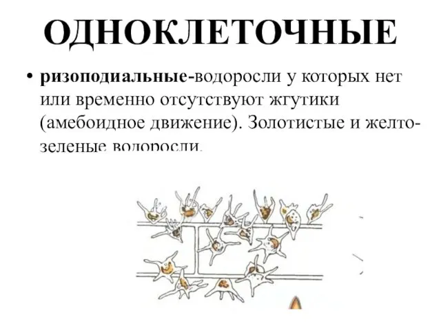 ОДНОКЛЕТОЧНЫЕ ризоподиальные-водоросли у которых нет или временно отсутствуют жгутики (амебоидное движение). Золотистые и желто-зеленые водоросли.