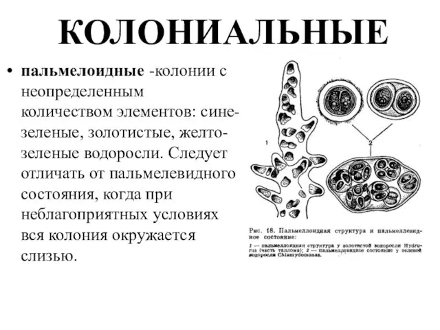 КОЛОНИАЛЬНЫЕ пальмелоидные -колонии с неопределенным количеством элементов: сине-зеленые, золотистые, желто-зеленые