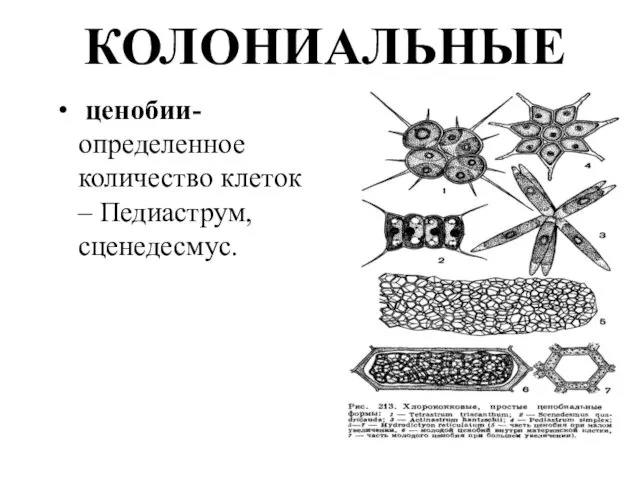 КОЛОНИАЛЬНЫЕ ценобии- определенное количество клеток – Педиаструм, сценедесмус.