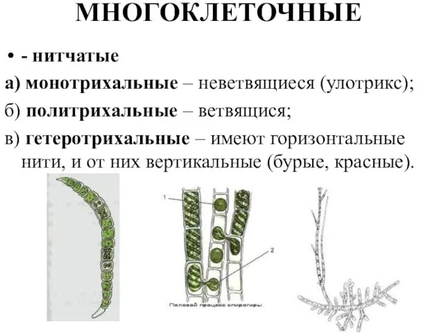 МНОГОКЛЕТОЧНЫЕ - нитчатые а) монотрихальные – неветвящиеся (улотрикс); б) политрихальные