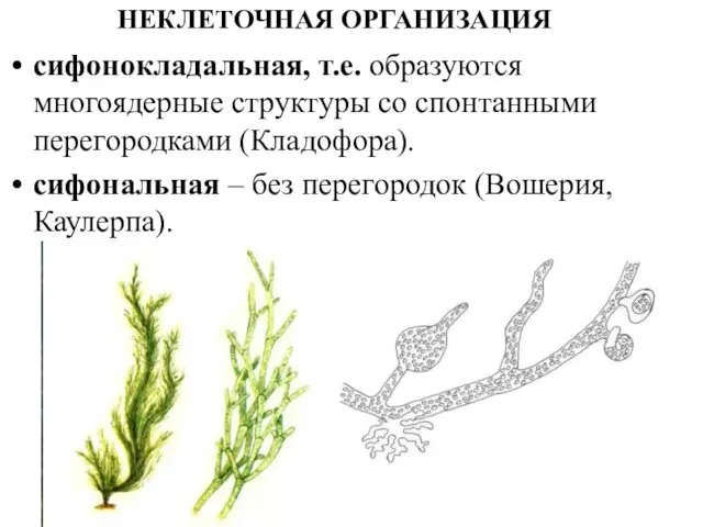 НЕКЛЕТОЧНАЯ ОРГАНИЗАЦИЯ сифонокладальная, т.е. образуются многоядерные структуры со спонтанными перегородками