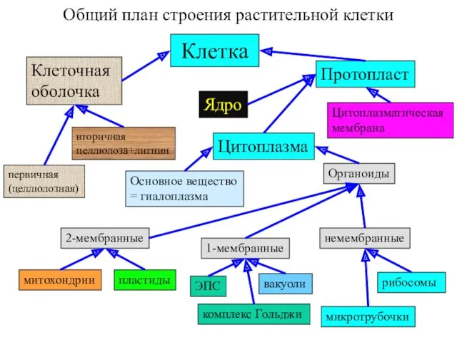 Общий план строения растительной клетки Клетка Клеточная оболочка Протопласт Ядро