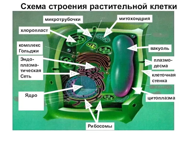 Схема строения растительной клетки митохондрия хлоропласт микротрубочки комплекс Гольджи Эндо-