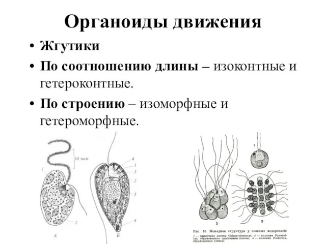 Органоиды движения Жгутики По соотношению длины – изоконтные и гетероконтные. По строению – изоморфные и гетероморфные.