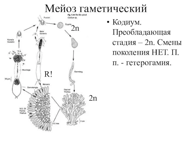 Мейоз гаметический Кодиум. Преобладающая стадия – 2n. Смены поколения НЕТ. П.п. - гетерогамия. 2n 2n R!