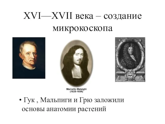 XVI—XVII века – создание микрокоскопа Гук , Мальпиги и Грю заложили основы анатомии растений