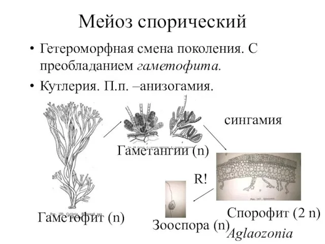 Мейоз спорический Гетероморфная смена поколения. С преобладанием гаметофита. Кутлерия. П.п.