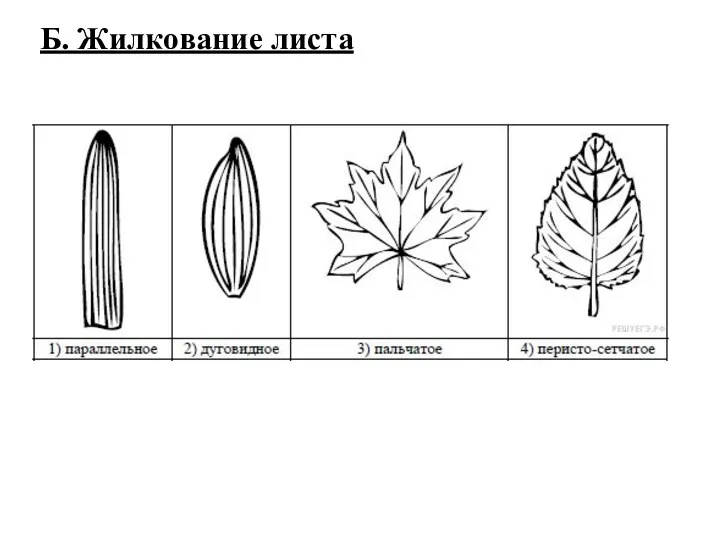 Б. Жилкование листа