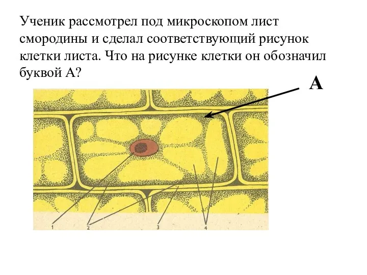 Ученик рассмотрел под микроскопом лист смородины и сделал соответствующий рисунок