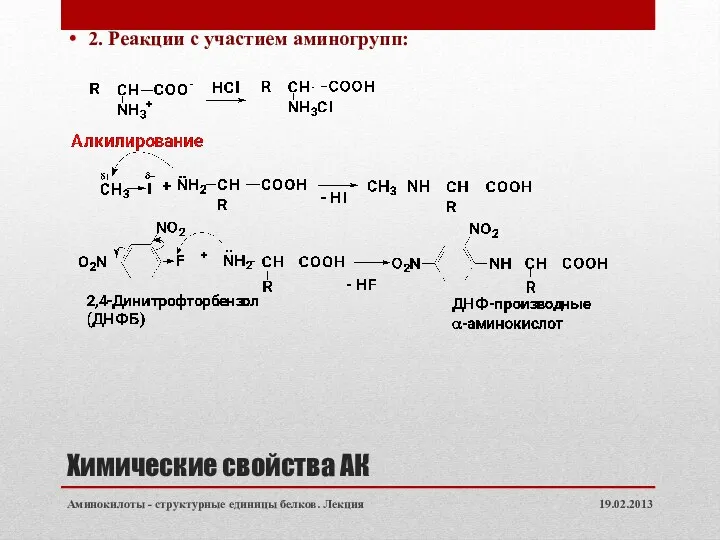 Химические свойства АК 2. Реакции с участием аминогрупп: 19.02.2013 Аминокилоты - структурные единицы белков. Лекция