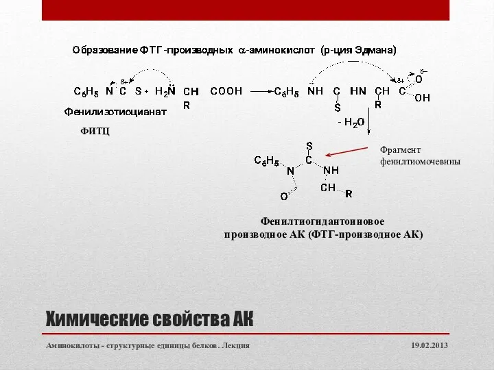 Химические свойства АК 19.02.2013 Аминокилоты - структурные единицы белков. Лекция