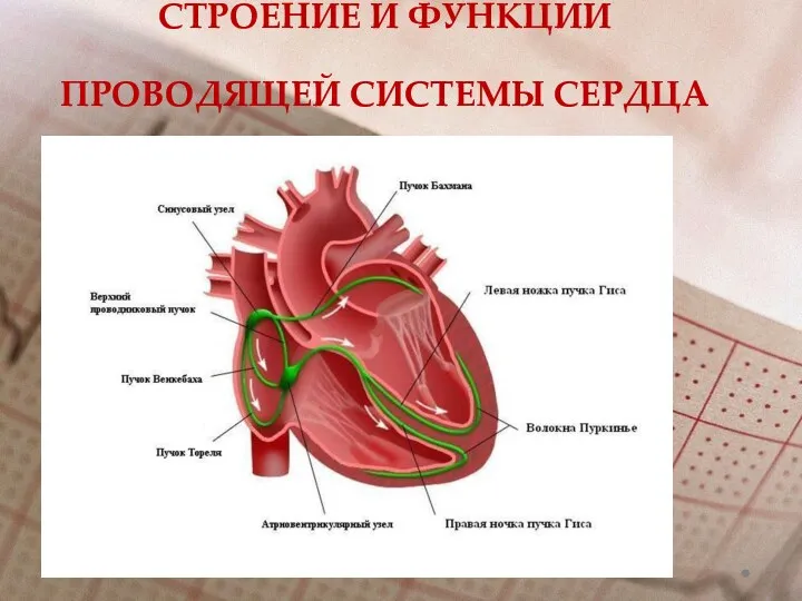 СТРОЕНИЕ И ФУНКЦИИ ПРОВОДЯЩЕЙ СИСТЕМЫ СЕРДЦА