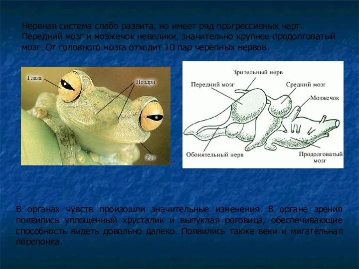 Нервная система слабо развита, но имеет ряд прогрессивных черт. Передний