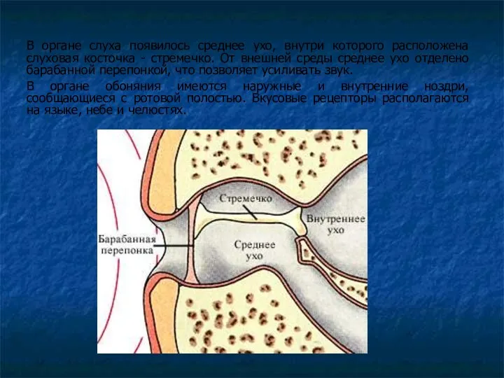 В органе слуха появилось среднее ухо, внутри которого расположена слуховая
