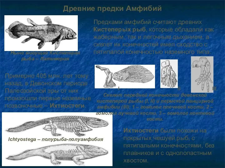 Древние предки Амфибий Предками амфибий считают древних Кистеперых рыб, которые