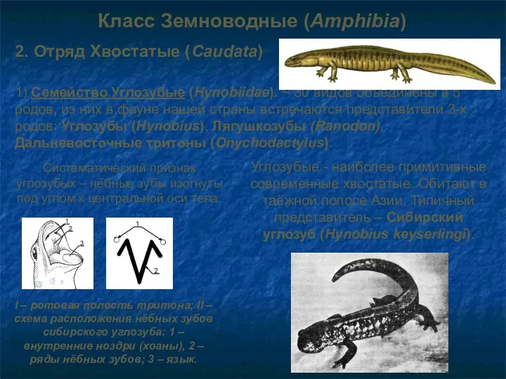 1) Семейство Углозубые (Hynobiidae). ~ 30 видов объединены в 5