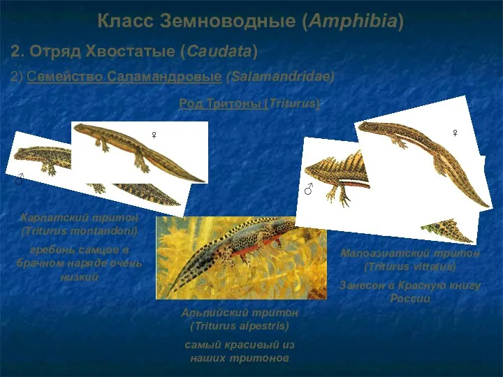 Класс Земноводные (Amphibia) 2. Отряд Хвостатые (Caudata) 2) Семейство Саламандровые