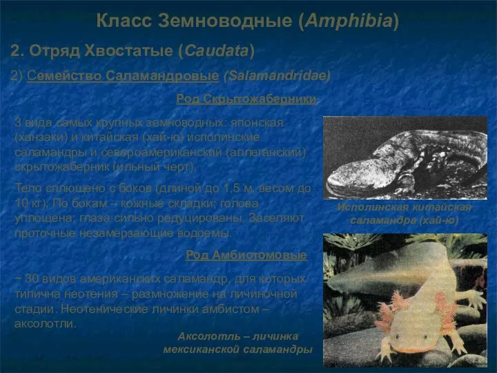 Класс Земноводные (Amphibia) 2. Отряд Хвостатые (Caudata) 2) Семейство Саламандровые