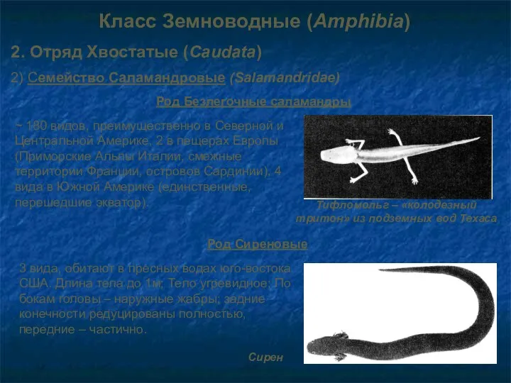 Класс Земноводные (Amphibia) 2. Отряд Хвостатые (Caudata) 2) Семейство Саламандровые