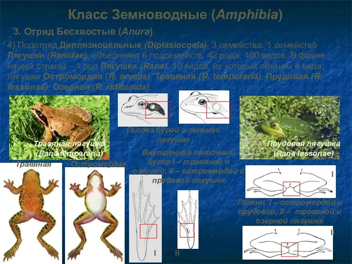 Класс Земноводные (Amphibia) 3. Отряд Бесхвостые (Anura) 4) Подотряд Диплязиоцельные