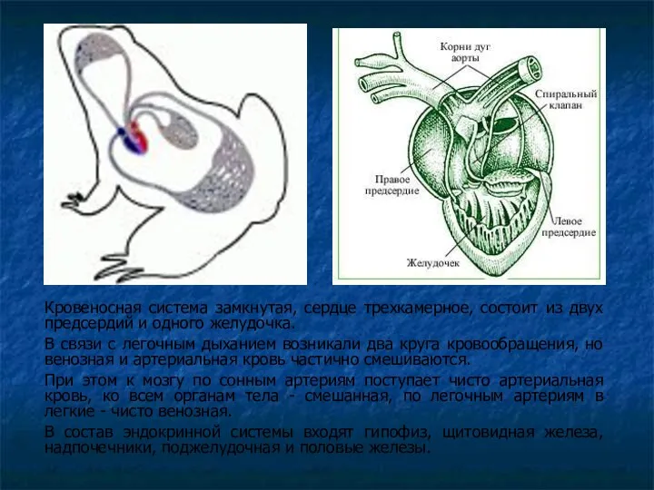 Кровеносная система замкнутая, сердце трехкамерное, состоит из двух предсердий и
