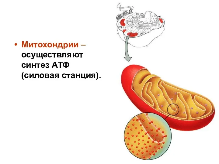 Митохондрии – осуществляют синтез АТФ (силовая станция).