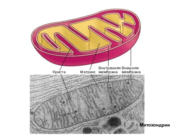 Митохондрии