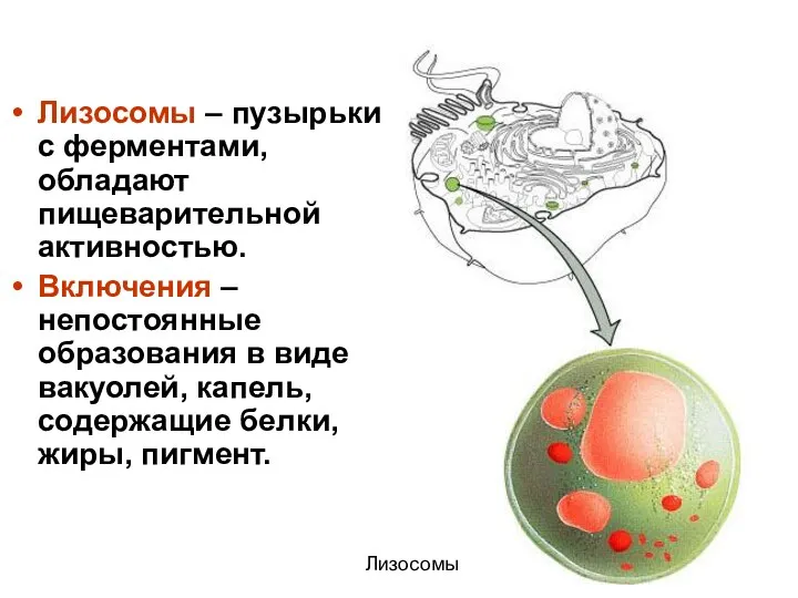 Лизосомы – пузырьки с ферментами, обладают пищеварительной активностью. Включения –