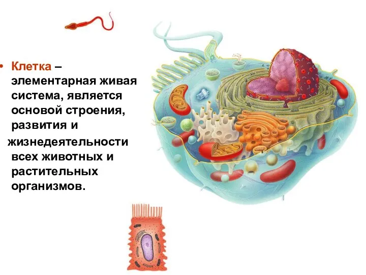 Клетка – элементарная живая система, является основой строения, развития и жизнедеятельности всех животных и растительных организмов.