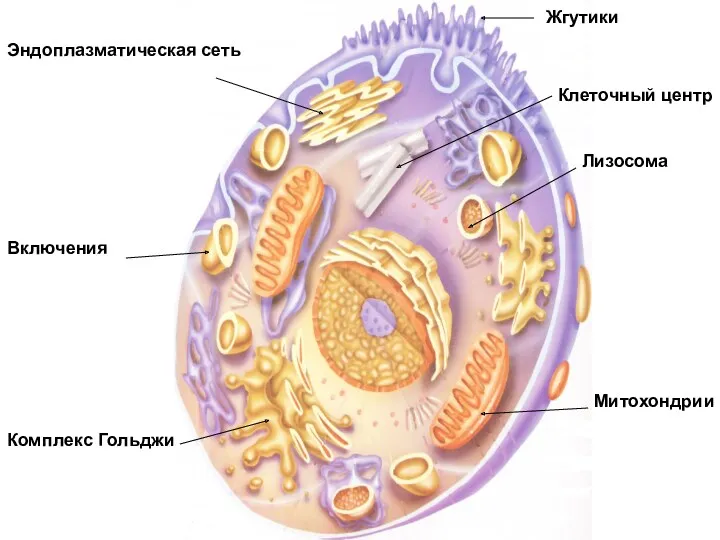 Эндоплазматическая сеть Включения Лизосома Митохондрии Комплекс Гольджи Клеточный центр Жгутики