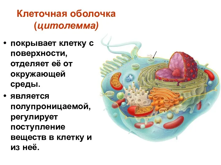 Клеточная оболочка (цитолемма) покрывает клетку с поверхности, отделяет её от