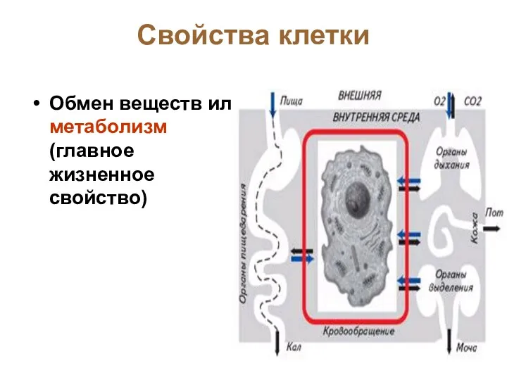 Свойства клетки Обмен веществ или метаболизм (главное жизненное свойство)