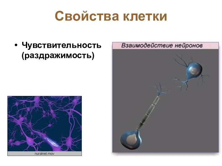 Свойства клетки Чувствительность (раздражимость)