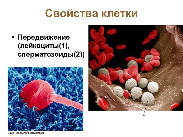 Свойства клетки Передвижение (лейкоциты(1), сперматозоиды(2)) 1 2