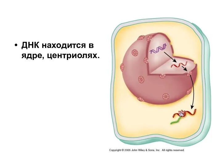 ДНК находится в ядре, центриолях.