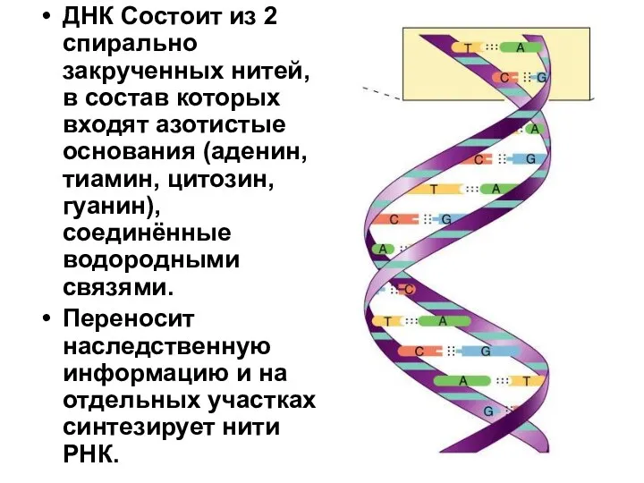 ДНК Состоит из 2 спирально закрученных нитей, в состав которых