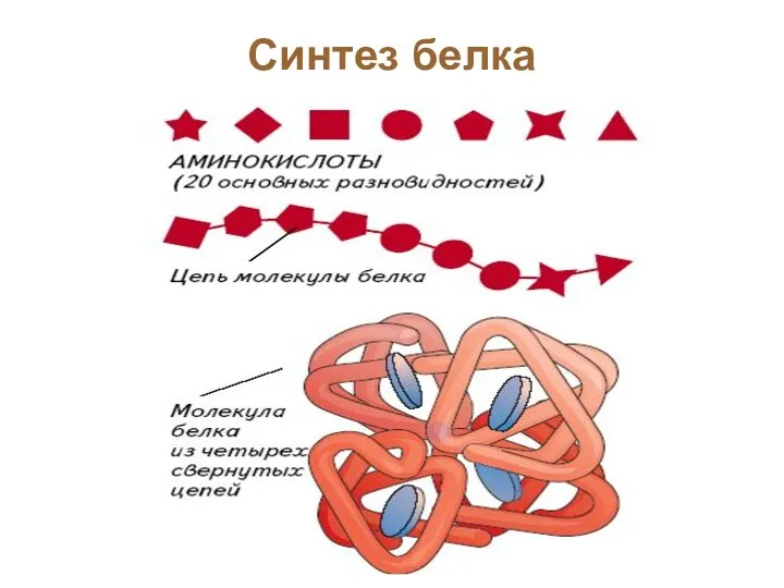 Синтез белка