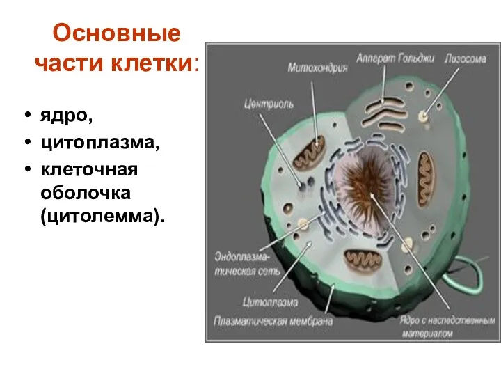 Основные части клетки: ядро, цитоплазма, клеточная оболочка (цитолемма).