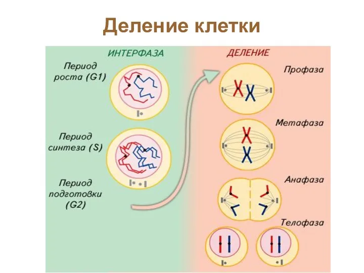 Деление клетки