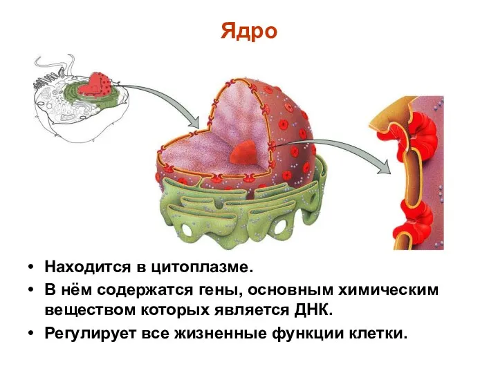 Ядро Находится в цитоплазме. В нём содержатся гены, основным химическим