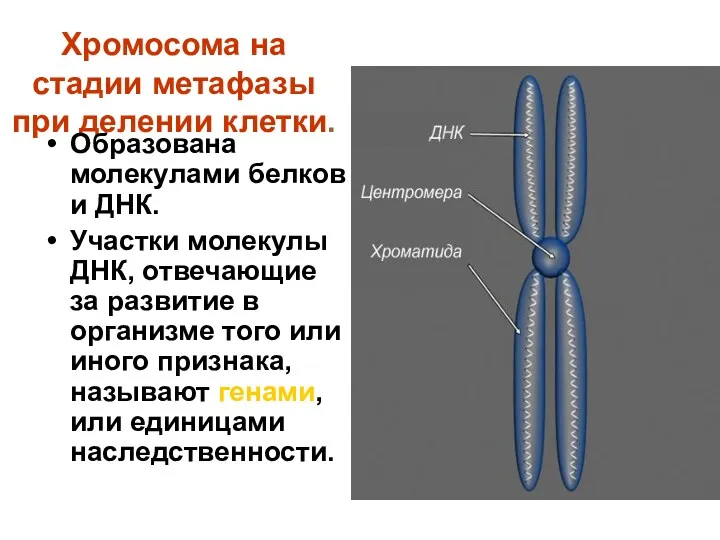 Хромосома на стадии метафазы при делении клетки. Образована молекулами белков