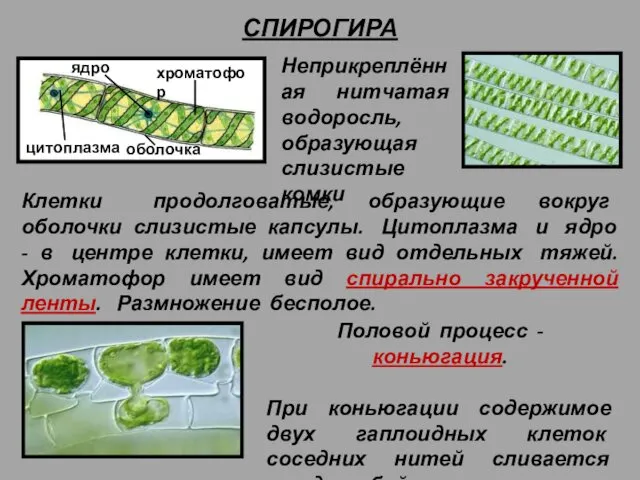 СПИРОГИРА ядро цитоплазма хроматофор оболочка Неприкреплённая нитчатая водоросль, образующая слизистые