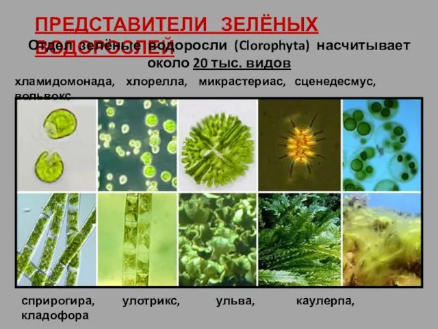 ПРЕДСТАВИТЕЛИ ЗЕЛЁНЫХ ВОДОРОСЛЕЙ Отдел зелёные водоросли (Clorophyta) насчитывает около 20 тыс. видов хламидомонада,