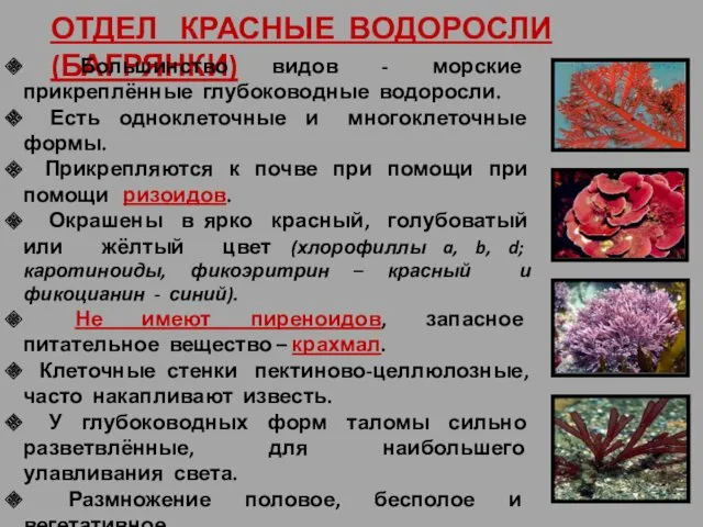 ОТДЕЛ КРАСНЫЕ ВОДОРОСЛИ (БАГРЯНКИ) Большинство видов - морские прикреплённые глубоководные