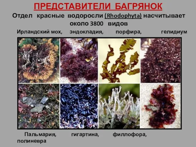 ПРЕДСТАВИТЕЛИ БАГРЯНОК Отдел красные водоросли (Rhodophyta) насчитывает около 3800 видов Ирландский мох, эндокладия,