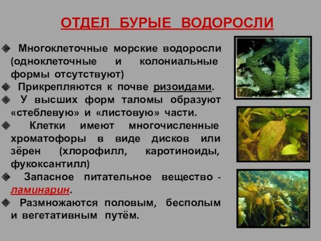 ОТДЕЛ БУРЫЕ ВОДОРОСЛИ Многоклеточные морские водоросли (одноклеточные и колониальные формы