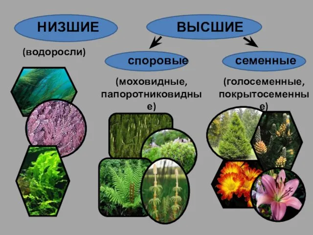 НИЗШИЕ ВЫСШИЕ (водоросли) споровые семенные (моховидные, папоротниковидные) (голосеменные, покрытосеменные)