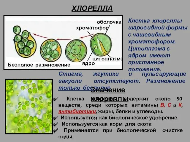 ХЛОРЕЛЛА оболочка хроматофор цитоплазма ядро Бесполое размножение Клетка хлореллы шаровидной формы с чашевидным