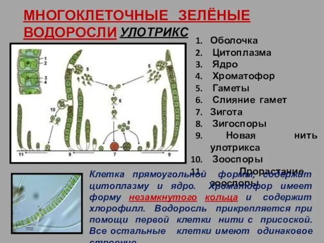 МНОГОКЛЕТОЧНЫЕ ЗЕЛЁНЫЕ ВОДОРОСЛИ УЛОТРИКС Оболочка Цитоплазма Ядро Хроматофор Гаметы Слияние гамет Зигота Зигоспоры