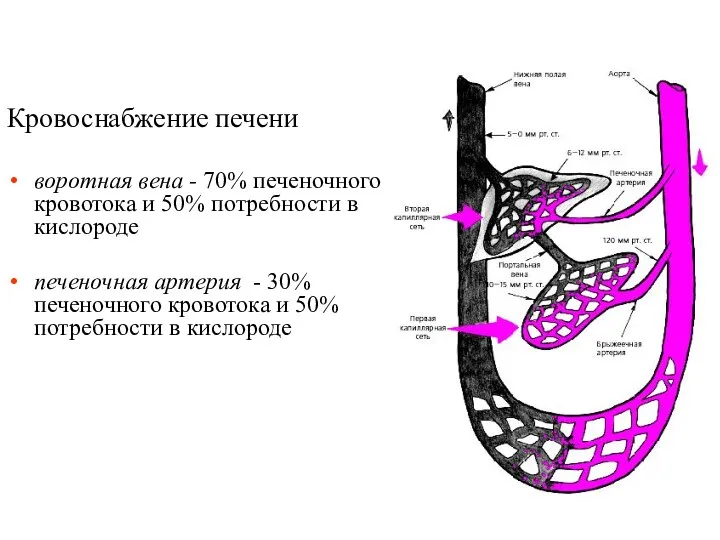 Кровоснабжение печени воротная вена - 70% печеночного кровотока и 50%